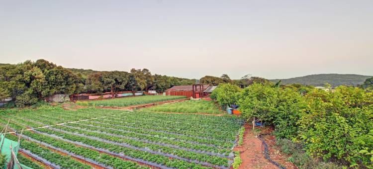 Treebo 天堂(Treebo la Paradise)图片