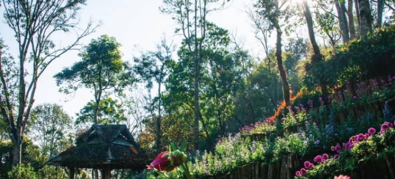 朵宜桐小屋(DoiTung Lodge)图片