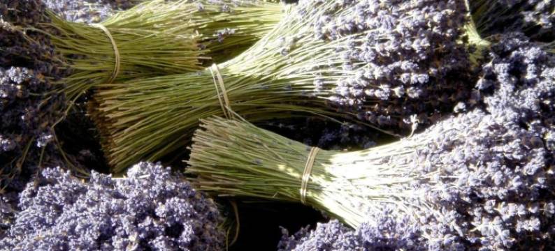 Villa in Bagnols with Pool & Near Nature Parks图片