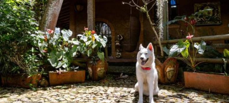 秘密佛陀酒店(The Secret Buddha)图片