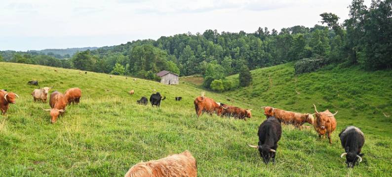 位于肯塔基州的高地牛工作农场小屋(Cabin on Working Highland Cattle Farm in Kentucky)图片