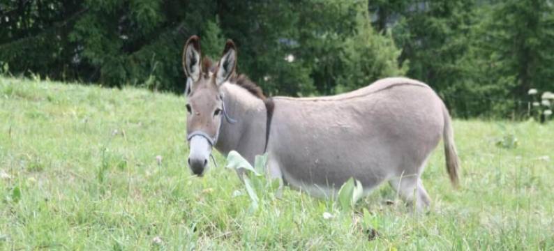 Apartment in France with Mountain Views & Pool图片