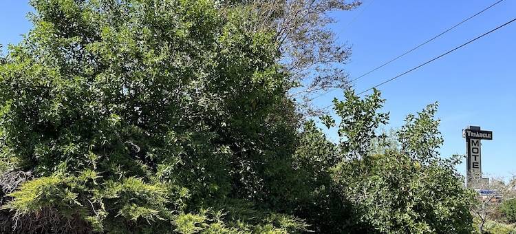 三角汽车旅馆(Triangle Motel)图片