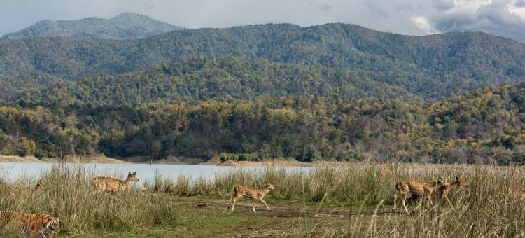 voco Jim Corbett图片