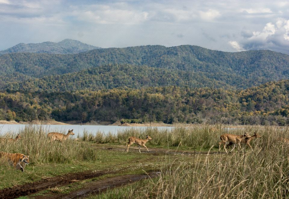 voco JIM CORBETT by IHG Hotel Overview