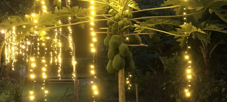 幸运蜂民宿(Bee Lucky Homestay)图片