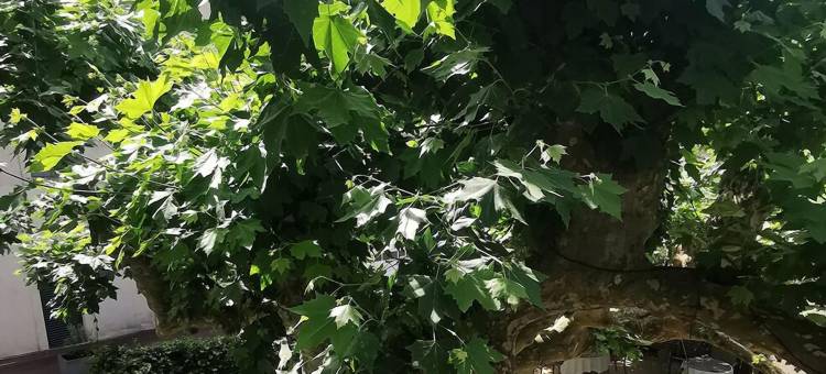 克劳德达罗兹餐厅酒店(Logis Hôtel - Restaurant Maison Claude Darroze)图片