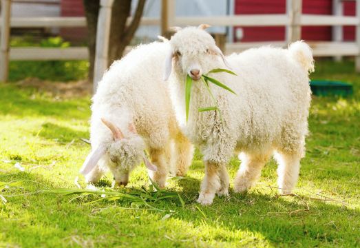 Luxury Farm House Hotel Overview