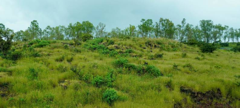 森林叶(Hotel Forest Leaf)图片