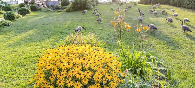 里多汽车旅馆(Motel Rideau)图片