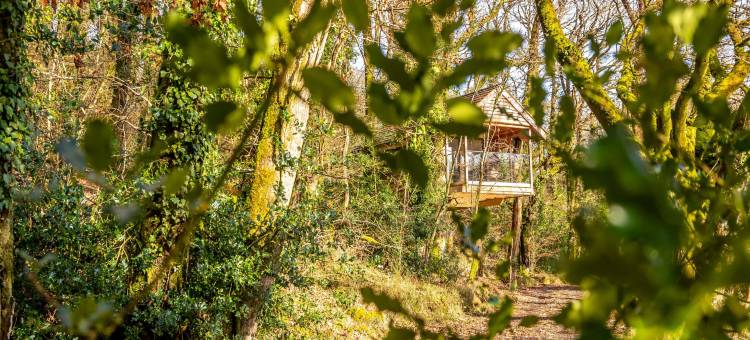 Treehouse in Germansweek near Dartmoor Trails图片