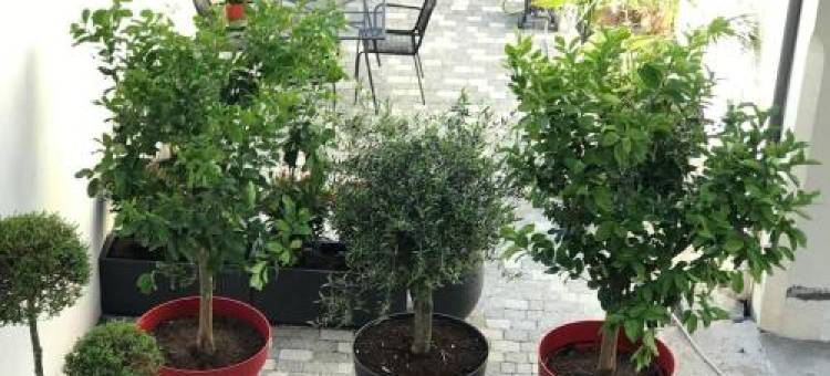 Nid D Amour F1 40m2 Calme Rdc possibilite Jacuzzi Hammam图片