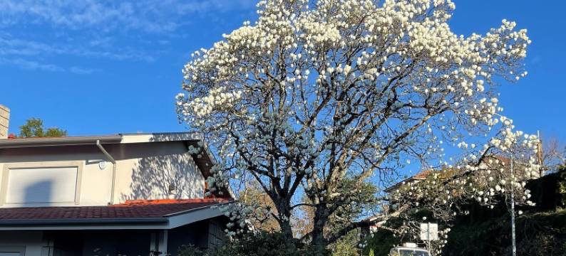 萨尔瓜多家庭豪华客房(Santiago Family House)图片