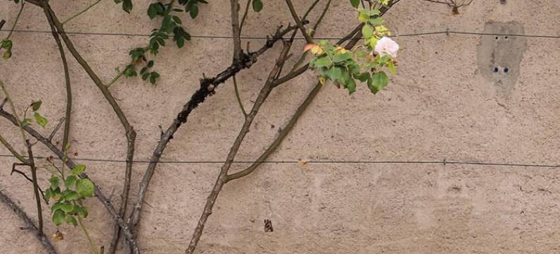 阿尔弗雷德酒店博那拉马德莱娜(Alfred Hotels Beaune la Madeleine)图片