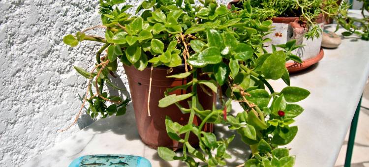 新极光-入住酒店(New Aurora Apts Studios)图片