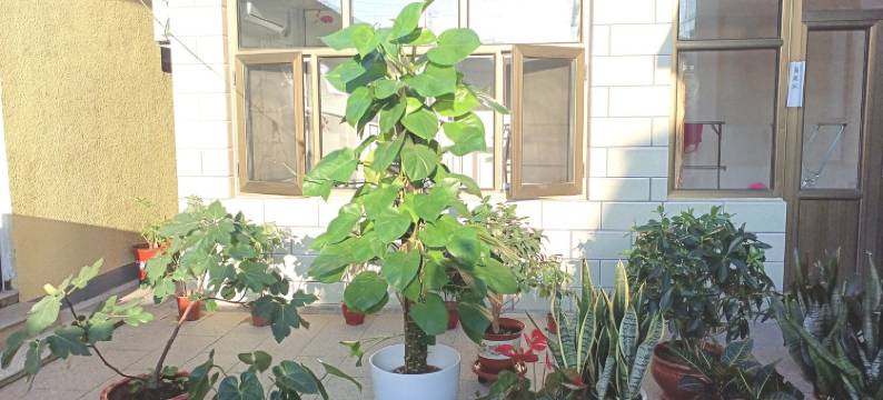 北京清雅园居民宿图片