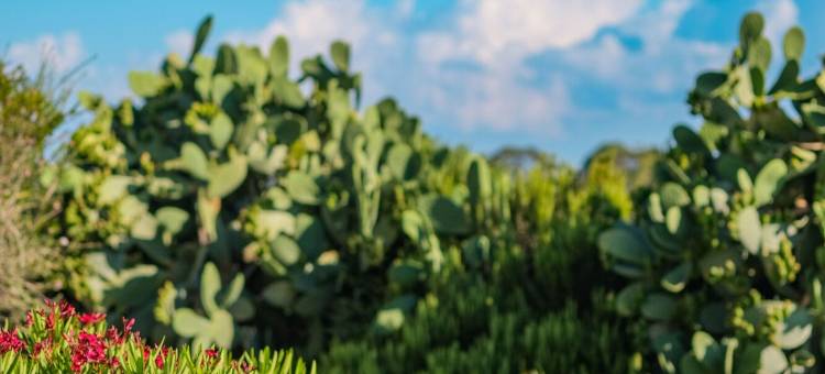 美憬阁波利尼亚诺波尔格毕安克度假水疗酒店(Borgobianco Resort & Spa Polignano - MGallery)图片