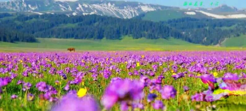 赛里木湖果子沟度假村图片