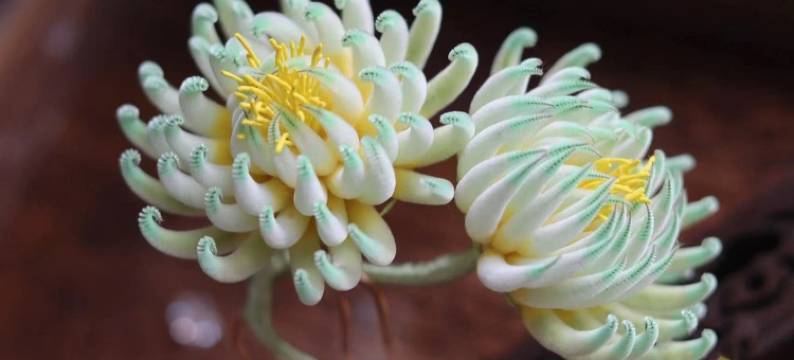 六一居客栈(安乐巷分店)图片