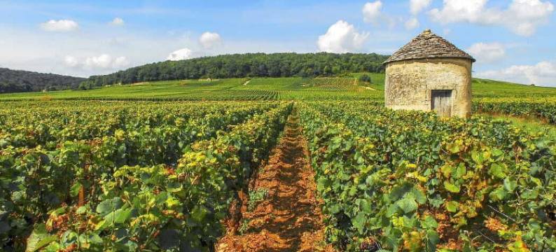 欧弗雷酒店(Hôtel l'Ouvrée)图片