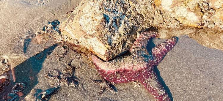 海滨旅馆(Beachside Inn)图片