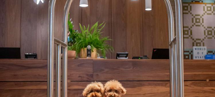 墨尔本凯悦尚萃酒店(Hyatt Centric Melbourne)图片