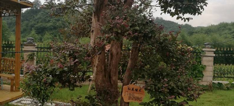 绩溪度假木屋特色民宿图片