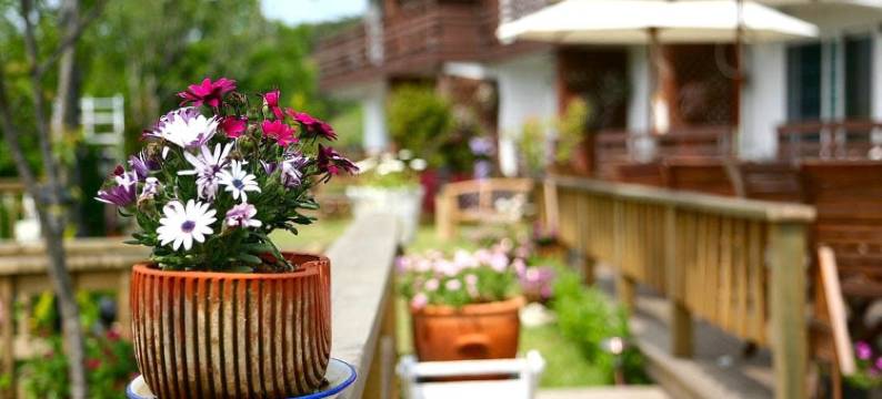 Basso水疗旅馆(Spa Pension Basso)图片