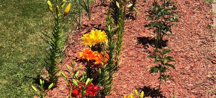 古董玫瑰温德姆酒店(Antique Rose Inn Windham)图片