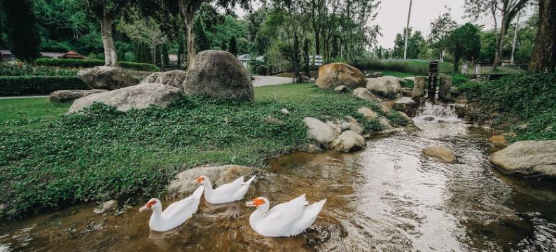 清迈弗洛拉小溪度假村(Flora Creek Chiang Mai)图片