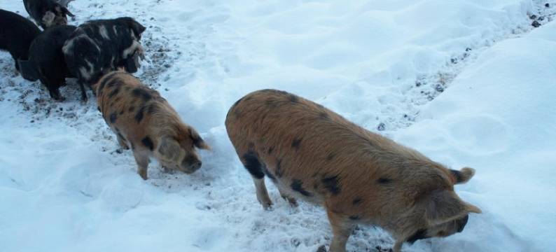 伯恩霍普赛德厅酒店(Burnhopeside Hall)图片