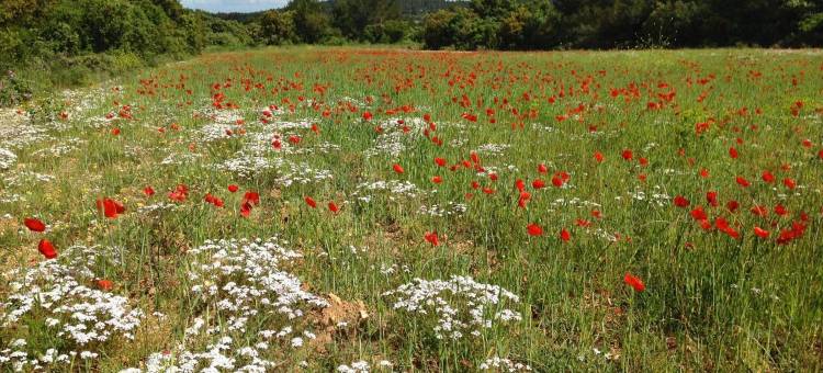 马斯巴黎圣母住宿加早餐旅馆(Mas Notre Dame)图片