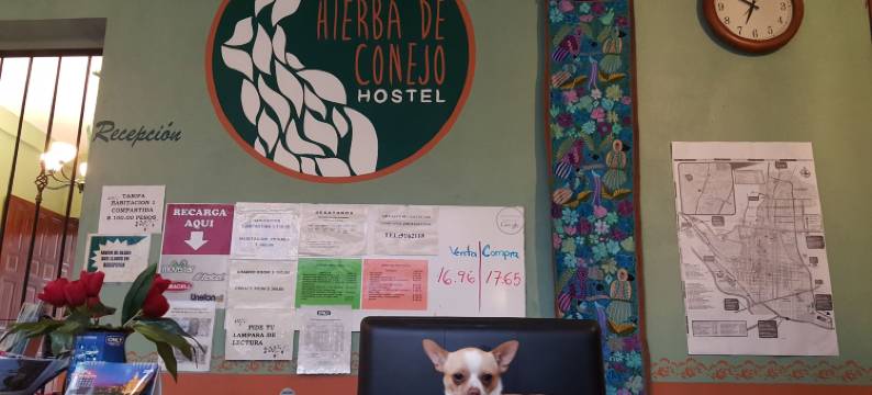 草地兔子青年旅舍(Hierba de Conejo Hostel)图片