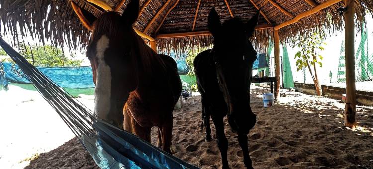 梅拉克特马斯克庄园酒店(Hotel Hacienda de Melaque)图片