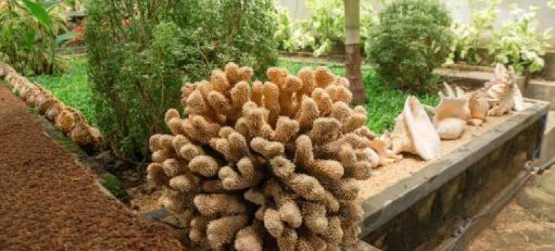 Rekawa Turtle Gate Hotel图片