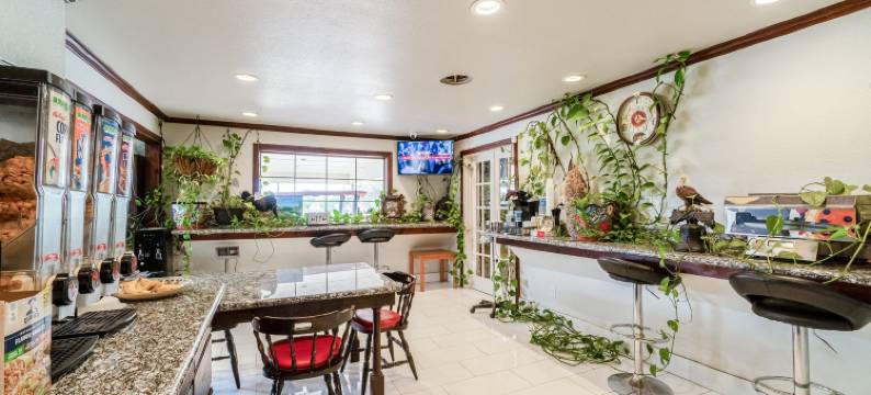 OYO Snyder TX 紫色鼠尾草(Purple Sage by OYO Snyder TX)图片