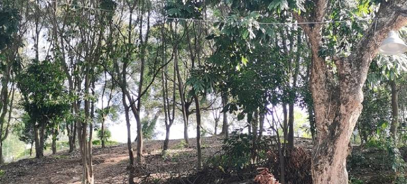 虎门依山居民宿(东北村前路2号分店)图片