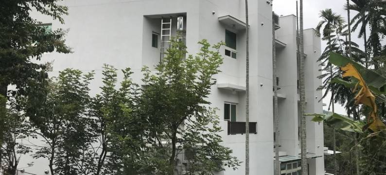 溪头碧雪杉林图片