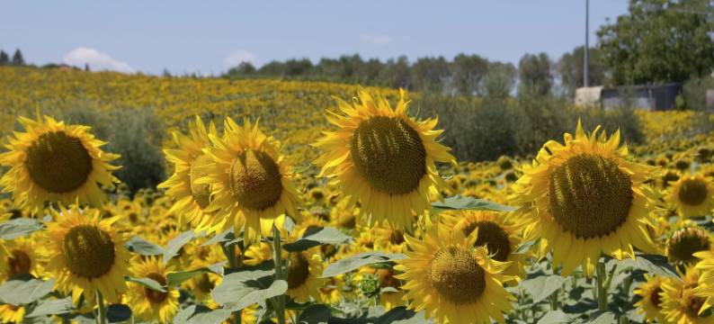 Rustic Charm, Modern Comfort图片