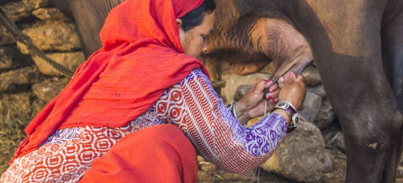 加入拉迪森个体度假村的拉克度假村(Rakkh Resort)图片