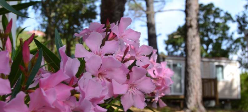 高夫假日公园(Résidence les Pavillons du Golfe)图片