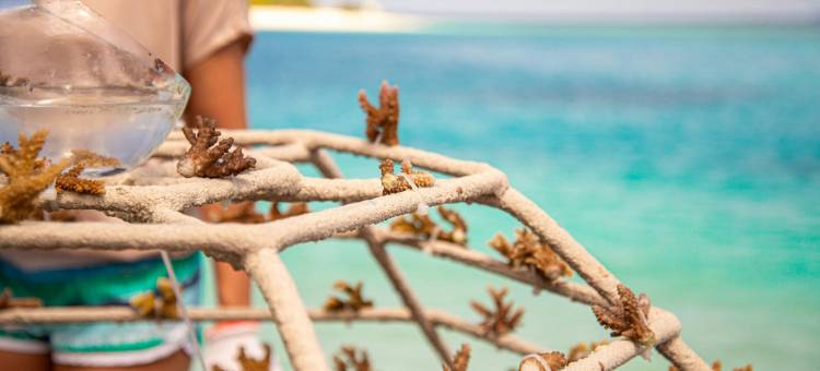 马尔代夫满月岛喜来登水疗度假酒店(Sheraton Maldives Full Moon Resort & Spa)图片