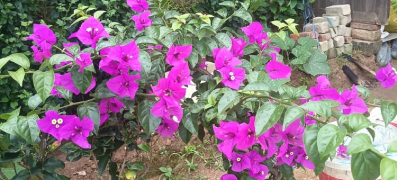 平潭北岚岭岚韵民宿(环岛东路1号分店)图片