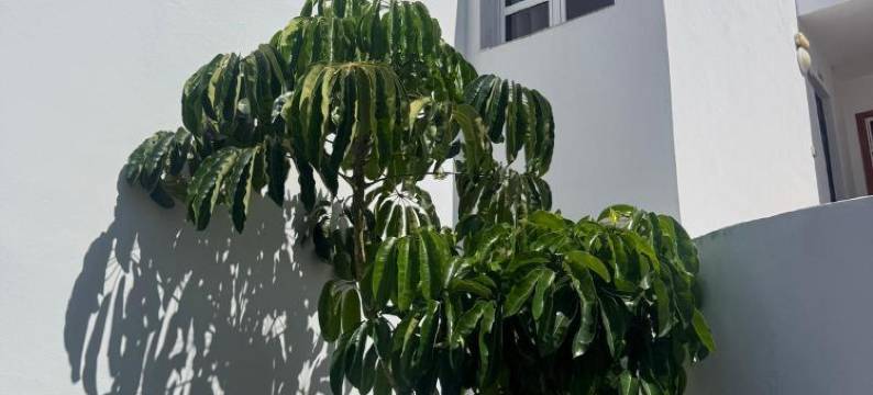 马里布公园公寓式酒店(Hotel Malibu Park)图片