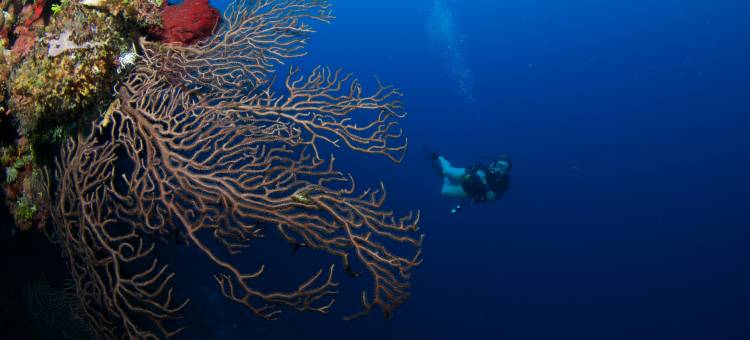 Holiday Inn Resort 开曼群岛(Holiday Inn Resort Grand Cayman)图片