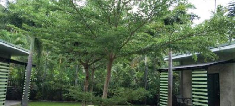 The Leaf Bankrut图片