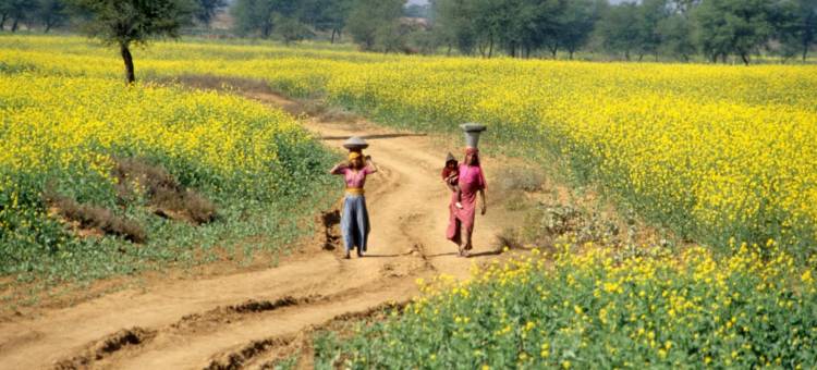 钱德拉玛哈尔哈维里阿姆丽塔拉酒店(Amritara Chandra Mahal Haveli)图片