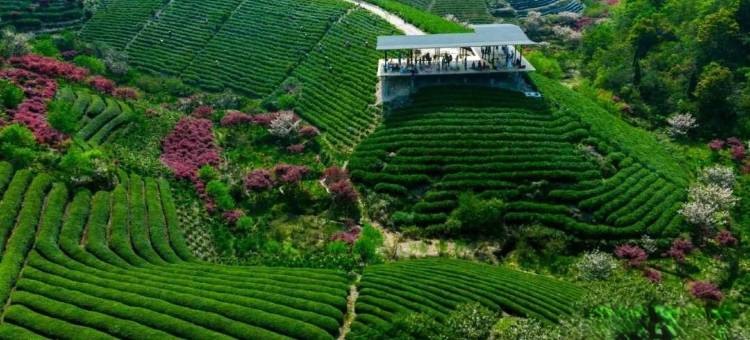 余姚老沈家茶宿图片