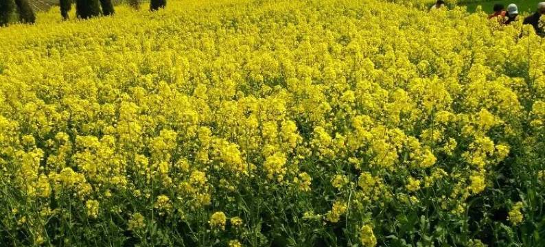 洋县新怡居农家乐图片