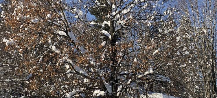 古董玫瑰温德姆酒店(Antique Rose Inn Windham)图片